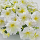 Петунія великоквіткова SUCCESS!360°: Light Yellow, 1000 шт, Benary