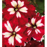 Петунія великоквіткова  Can Can F1 Harlequin Burgundy, 1000 шт, Farao