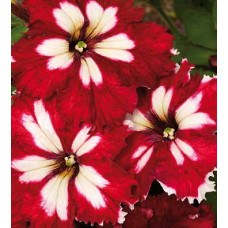 Петунія великоквіткова Can Can F1 Harlequin Burgundy, 10 шт, Farao