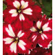Петунія великоквіткова  Can Can F1 Harlequin Burgundy, 1000 шт, Farao