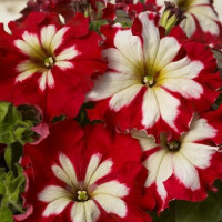 Петунія великоквіткова  Can Can F1 Harlequin  Cherry Rose, 10 шт, Farao