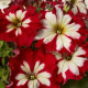 Петунія великоквіткова  Can Can F1 Harlequin  Cherry Rose, 250 шт, Farao