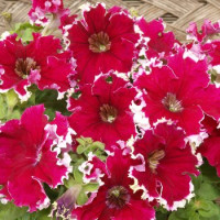 Петунія великоквіткова Can Can F1 Picotee Cherry Rose, 10 шт, Farao