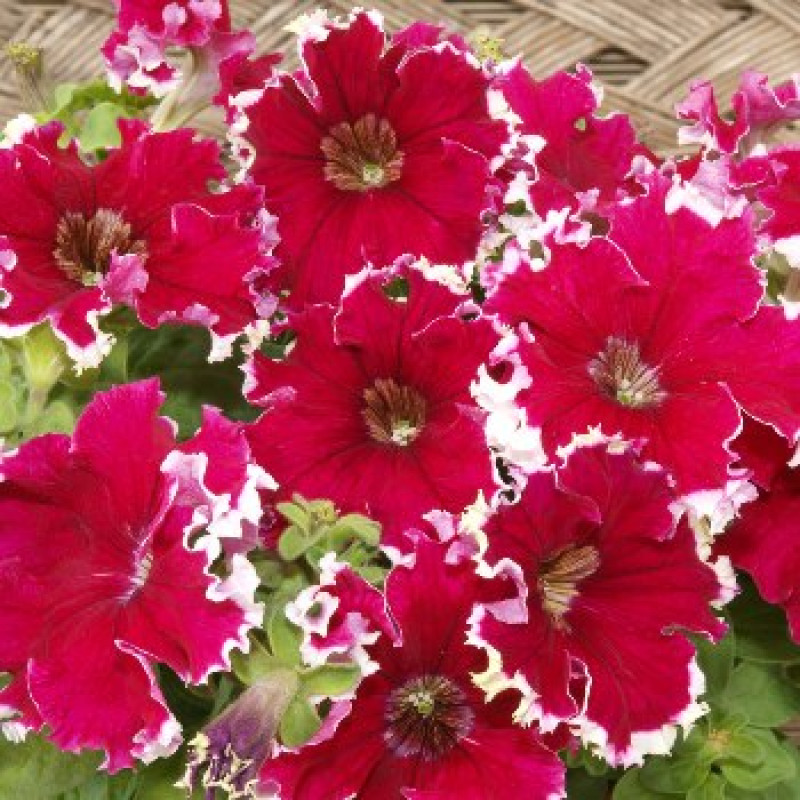 Петунія великоквіткова Can Can F1 Picotee Cherry Rose, 10 шт, Farao