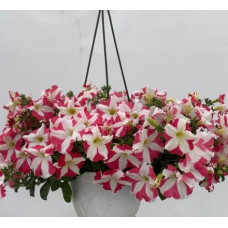 Петунія великоквіткова Can Can F1 Deep Rose Star, 1000 шт, Farao