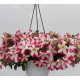Петунія великоквіткова Can Can F1 Deep Rose Star, 10 шт, Farao