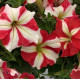 Петунія великоквіткова Can Can F1 Red Star, 250 шт, Farao