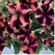 Петунія великоквіткова Can Can F1 Harlequin Burgundy Yellow, 50 шт, Farao