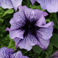 Петунія великоквіткова DADDY® F1 BLUE, 10 шт, PanAmerican