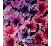 Петунія великоквіткова - Petunia grandiflora