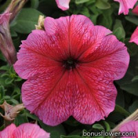 Петунія великоквіткова DADDY® F1 RED, 100 шт, PanAmerican