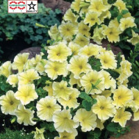 Петунія великоквіткова  Dolce F1  Limoncello, 10 шт, Farao