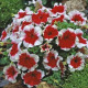 Петунія великоквіткова Donna F1 Picotee Red, 1000 шт, Farao