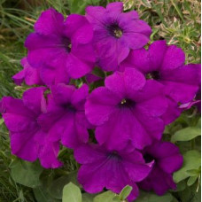 Петуния крупноцв Donna F1 Lilac