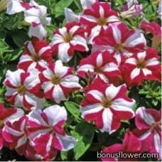 Петуния крупноцв Donna F1 Star Rose & White