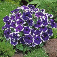 Петунія великоквіткова Donna F1 Picotee Blue, 50 шт, Farao