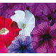 Петунія великоквіткова Donna F1 Full Mixed, 250 шт, Farao