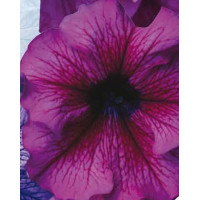 Петуния крупноцв Donna F1 Orchid Vein