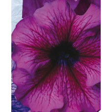 Петуния крупноцв Donna F1 Orchid Vein