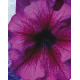 Петуния крупноцв Donna F1 Orchid Vein