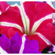 Петунія великоквіткова Donna F1 Star Red & White, 1000 шт, Farao