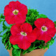Петунія великоквіткова Donna F1 Scarlet with Eye, 250 шт, Farao