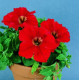 Петунія великоквіткова Donna F1 Scarlet, 50 шт, Farao