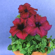Петунія великоквіткова Donna F1 Burgundy, 1000 шт, Farao