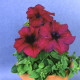 Петунія великоквіткова Donna F1 Burgundy, 1000 шт, Farao