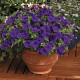 Петунія великоквіткова Donna F1 Blue, 50 шт, Farao