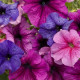 Петунія великоквіткова Donna F1 Vein Mixed, 250 шт, Farao