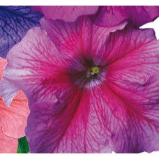 Петуния крупноцв Donna F1 Pink Vein