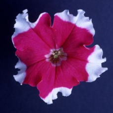 Петуния крупноцв Donna F1 Rose Picotee
