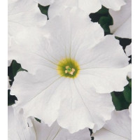 Петунія великоквіткова Donna F1 White, 50 шт, Farao