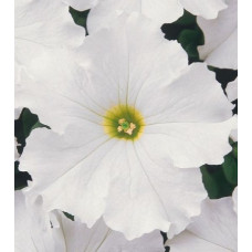 Петунія великоквіткова Donna F1 White, 50 шт, Farao