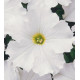 Петунія великоквіткова Donna F1 White, 50 шт, Farao