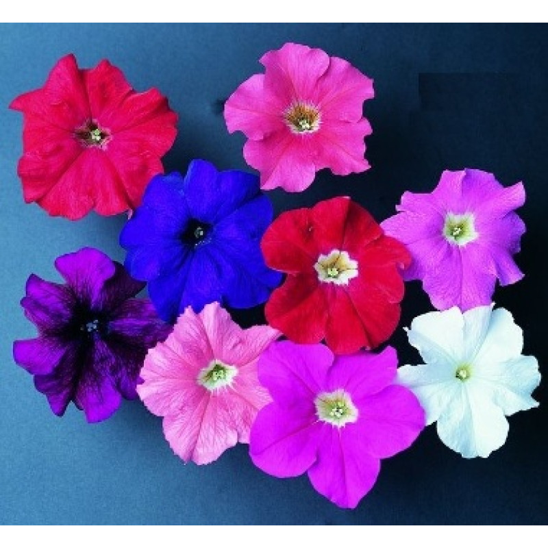 Петунія великоквіткова  Donna F1 Pure Color Mixed, 50 шт, Farao