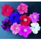 Петунія великоквіткова  Donna F1 Pure Color Mixed, 50 шт, Farao