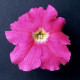 Петунія великоквіткова Donna F1 Rose, 50 шт, Farao
