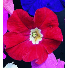 Петуния крупноцв Donna F1 Deep Rose