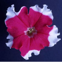 Петуния крупноцв Donna F1 Picotee Rose