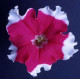 Петуния крупноцв Donna F1 Picotee Rose