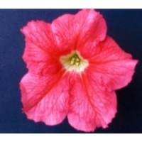Петунія великоквіткова Donna F1 Coral, 250 шт, Farao