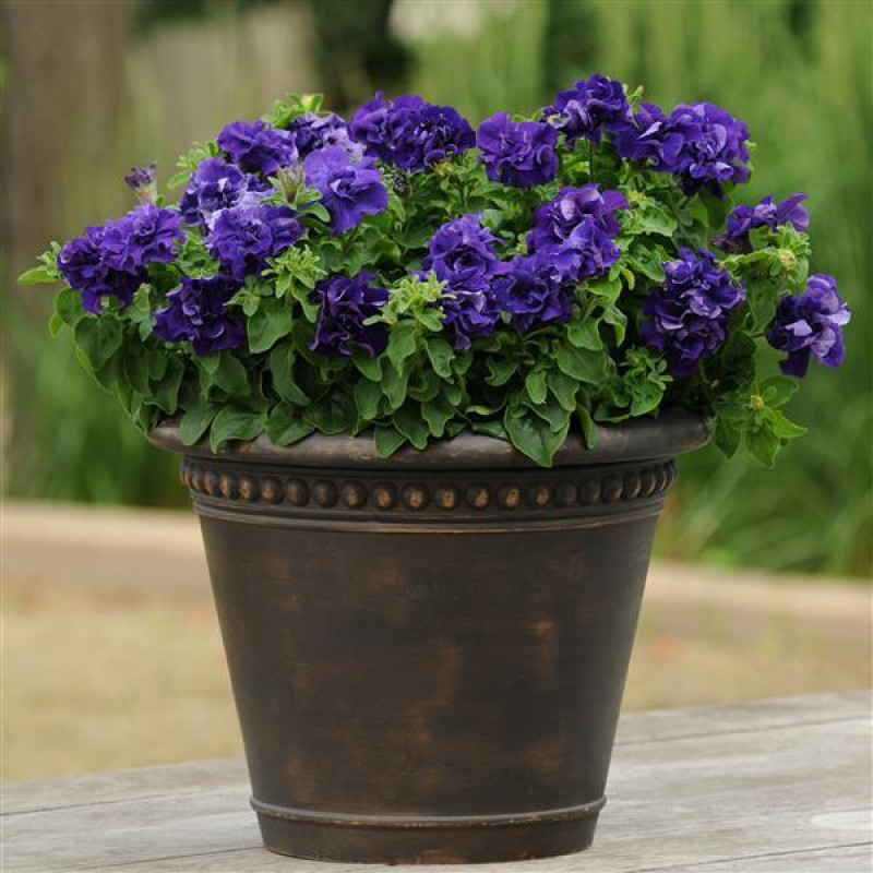 Петунія великоквіткова DOUBLE CASCADE F1 BLUE, 500 шт, PanAmerican