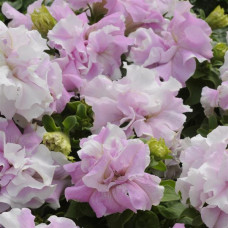 Петуния DOUBLE CASCADE F1 ORCHID MIST