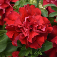 Петунія великоквіткова DOUBLE CASCADE F1 Valentine, 10 шт, PanAmerican