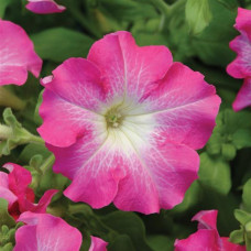 Петуния крупноцв DREAMS F1 ROSE MORN