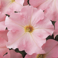 Петунія великоквіткова DREAMS F1 APPLEBLOSSOM, 1000 шт, PanAmerican