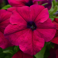 Петунія великоквіткова DREAMS F1 BURGUNDY, 50 шт, PanAmerican
