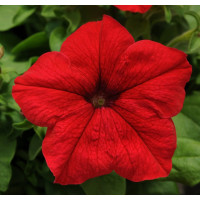 Петунія великоквіткова DREAMS F1 RED, 50 шт, PanAmerican